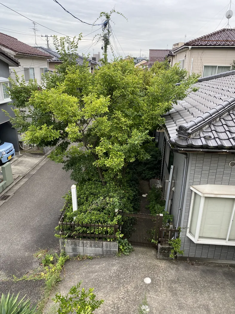 庭木の伐採・枝切り作業の施工前
